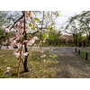 神代植物公園の桜
