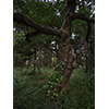 奇妙な木、小石川植物園