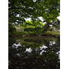 池、小石川植物園 3