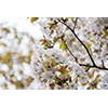 桜・サクラの花 11