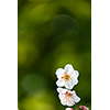 桜・サクラの花 33