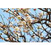 桜・サクラの花 34