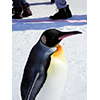 ペンギンの散歩、旭山動物園 2