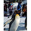 ペンギンの散歩、旭山動物園 5